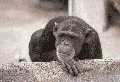 La scimmia