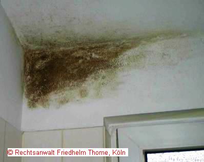 Black Mold in the Moistured Bathroom