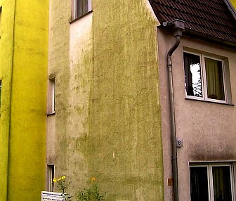 Grünalgen / Algenbefall auf Wärmedämmung mit WDVS / Wärmegedämmter Fassade