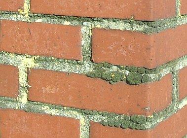 Zementmörtel und Backsteinmauerwerk - Detail Moosbewuchs (graugrün) und Flechtenbewuchs (gelb)