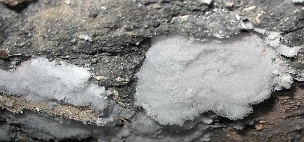 Mauerfraß Schadsalz-Ausblühung leicht lösliches Nitrat-Salz aus Backsteinmauer  - keine aufsteigende Feuchte!