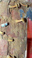 Pilze / Schwammerl wachsen aus dem feuchten Kellermauerwerk / Pilzbefall / Röhrlings-Fruchtkörper auf durchfeuchteter / feuchter Wand - Bild: Elmar Gensky