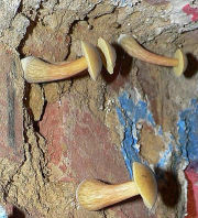 Feuchtes Mauerwerk - Pilze / Waldpilze / Röhrlinge / Maronen wachsen aus der Wand