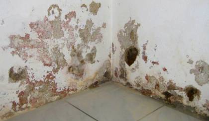 Salzausblühung Nitrat Mauersalpeter - Durchfeuchtete Kellerwand mit abplatzendem Putz und abplatzender Farbe - durch aufsteigende Feuchte?