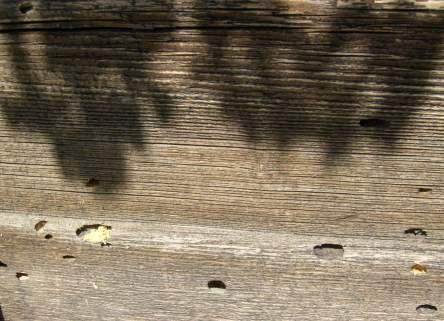 Natürliche Verwitterung an Lärchenholz, Befall mit Holzbock Hylotrupes bajulus 