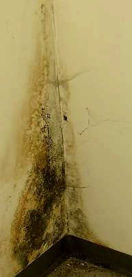 Black Mould Attack in the Room