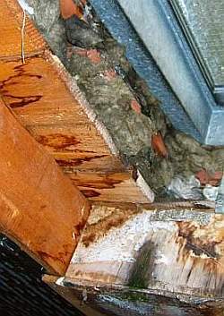 Schwarzschimmel in der Mineralwolle / Steinwolle / Dachisolierung und Holzauffeuchtung am typischen Problempunkt: Dem Dachfenster