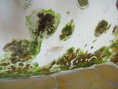 Alga inestation / green algae in base zone - detail