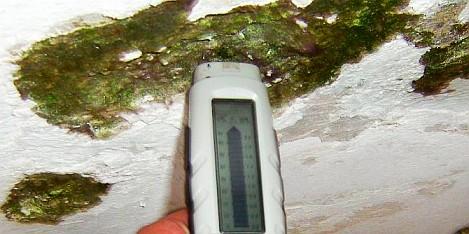 Alga infestation / green algae in base zone - moisture meter / hygrometer measurement