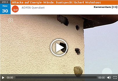 Vogel vs. Energiewände: Buntspecht löchert Wohnhaus - quer - Bayerisches Fernsehen - ARD