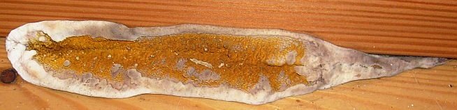 Echter Hausschwamm Länglicher Fruchtkörper zwischen Fußleiste und Holzboden serpula lacrymans dry rot la mérule pleureuse  fungo delle case äkta hussvamp ægte hussvampe