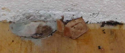 Hausschwamm-Fruchtkörper / Serpula lacrymans auf dem Boden -Pilzbefall / Hausschwammbefall auf Holzfußboden