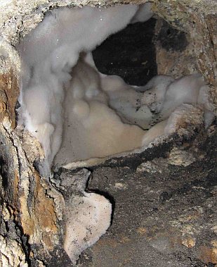 Serpula lacrymans: Hausschwammbefall - Luftmyzel Fruchtkörper in einem verstopften beregneten Kamin
