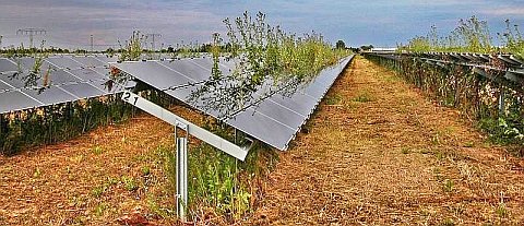 Zugewachsen überwuchert: Fotovoltaik Photovoltaik-Platten Markranstädt
