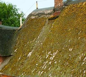 Moos und Fehlstellen auf verpilztem reetgedeckten Dach