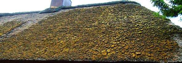 Moos und Pilzbefall auf Reetdach