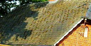 Moos und Flechten auch auf Eternitplatten, Eternitdachdeckung, Eternitschindeldeckung, Asbestschindeldeckung, Eternitdach, Asbest-Zement-Platten-Dach