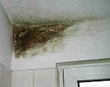Black mold in your damp house, wet wall, moistured render/coating and moldy bathroom
