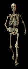 Esqueleto muerto